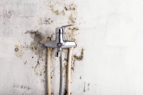 Best DIY Mold Remediation Support Services in Haverhill, FL