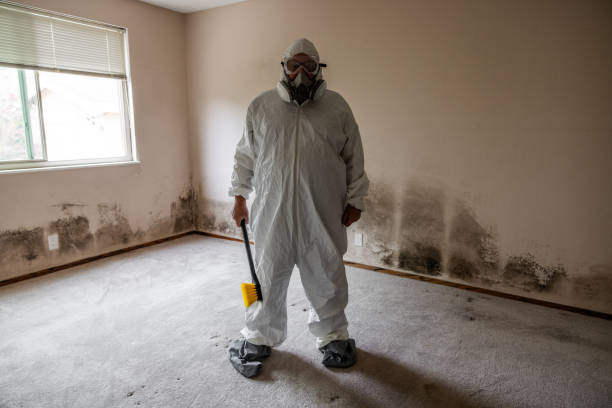 Best Post-Flood Mold Remediation in Haverhill, FL